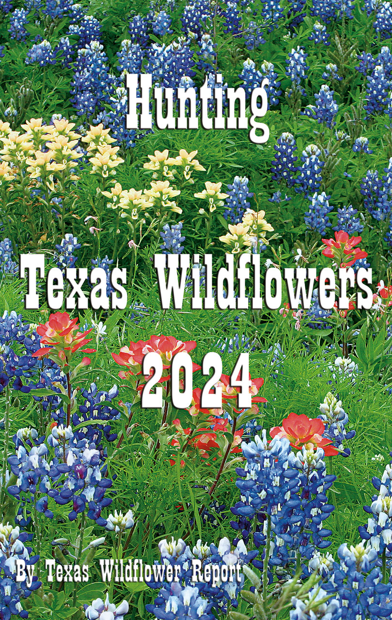 Hunting Texas Wildflowers 2024